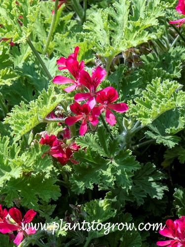Concolor Lace Scented Geranium (Pelargonium) 
One of the few scented GFeraniums to have red flowers.